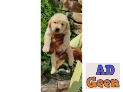 used Golden Retriever Male Puppy Best Pet Shop in Jalandhar City 9780741013 for sale 
